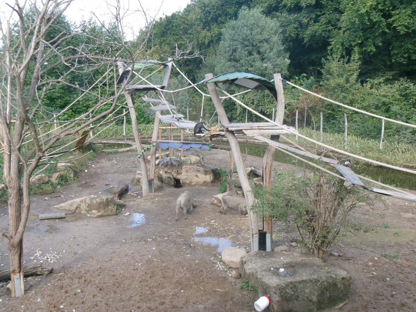Diana monkey and warthog enclosure