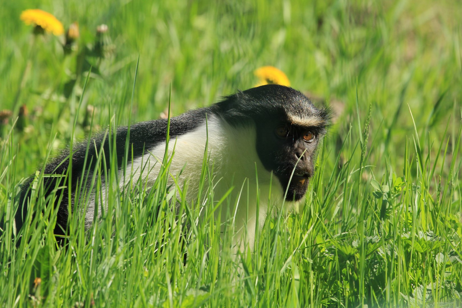Diana Monkey (April 2018)