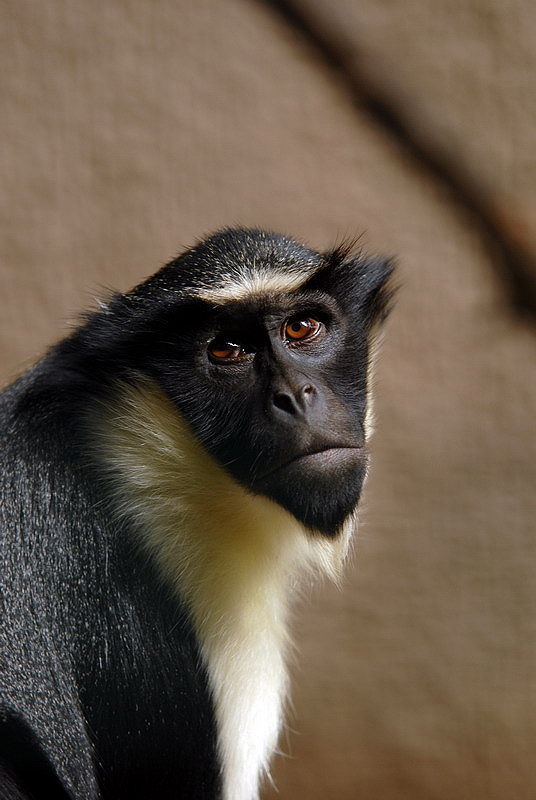 Diana monkey at Aschersleben zoo