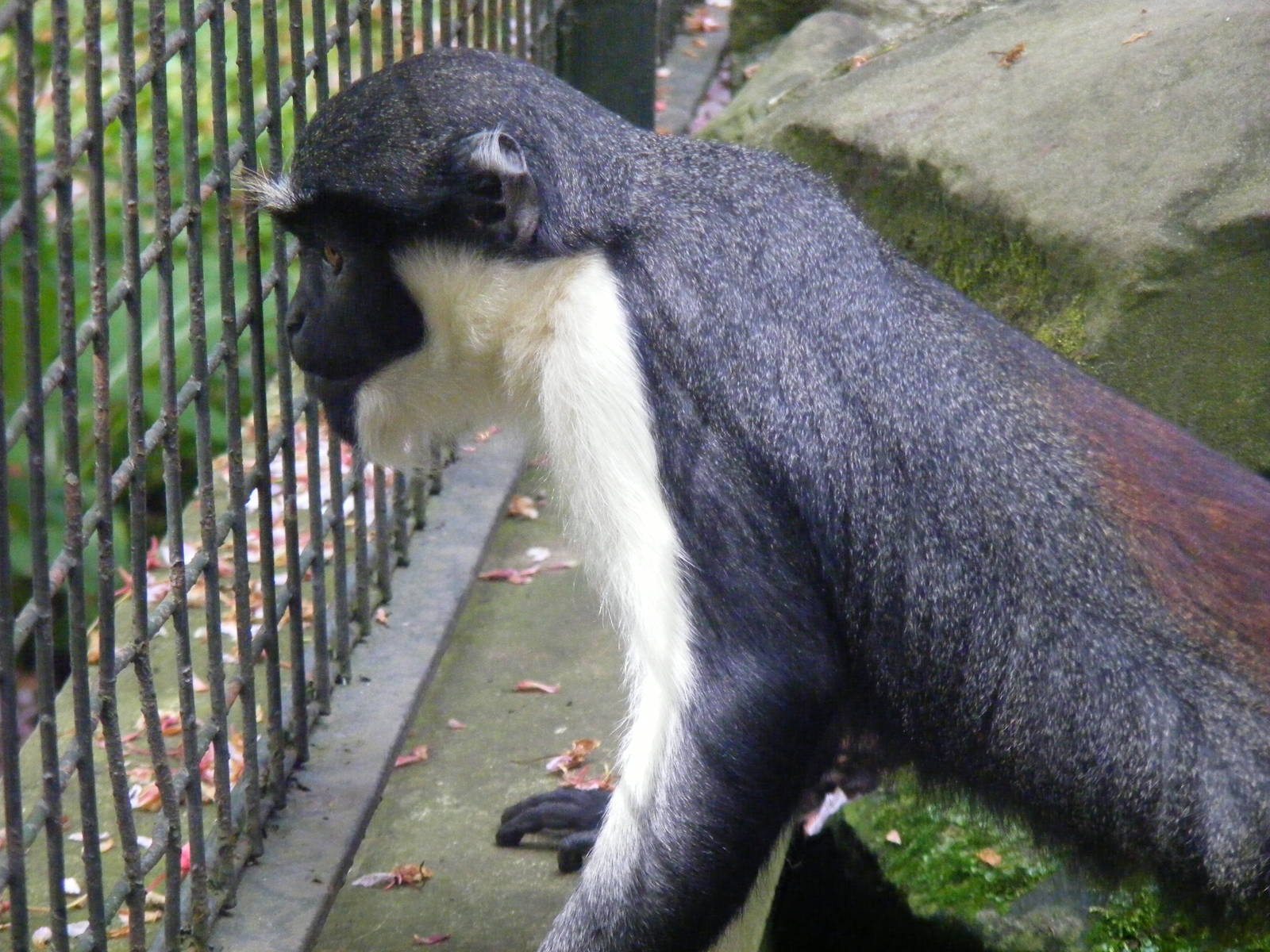 Diana monkey at Edinburgh Zoo, 21 May 2010