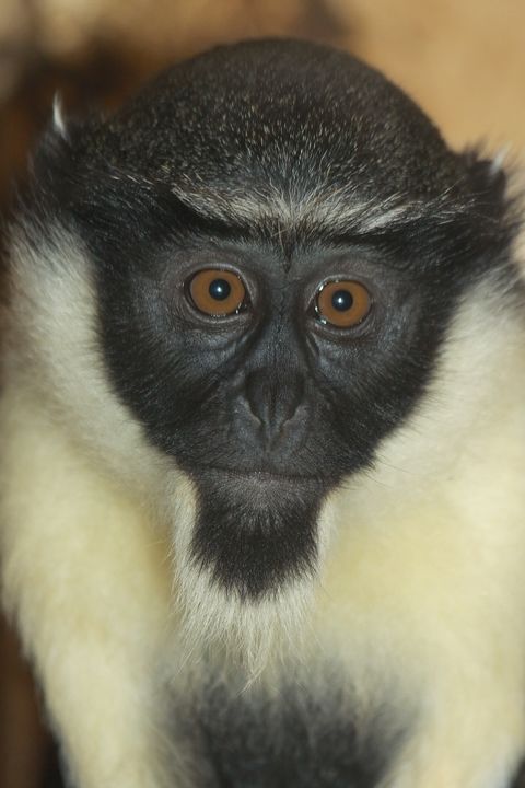 Diana Monkey at Ostrava, 21/5/2010
