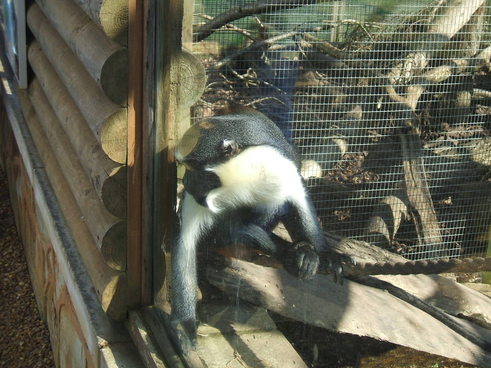 Diana Monkey at Twycross