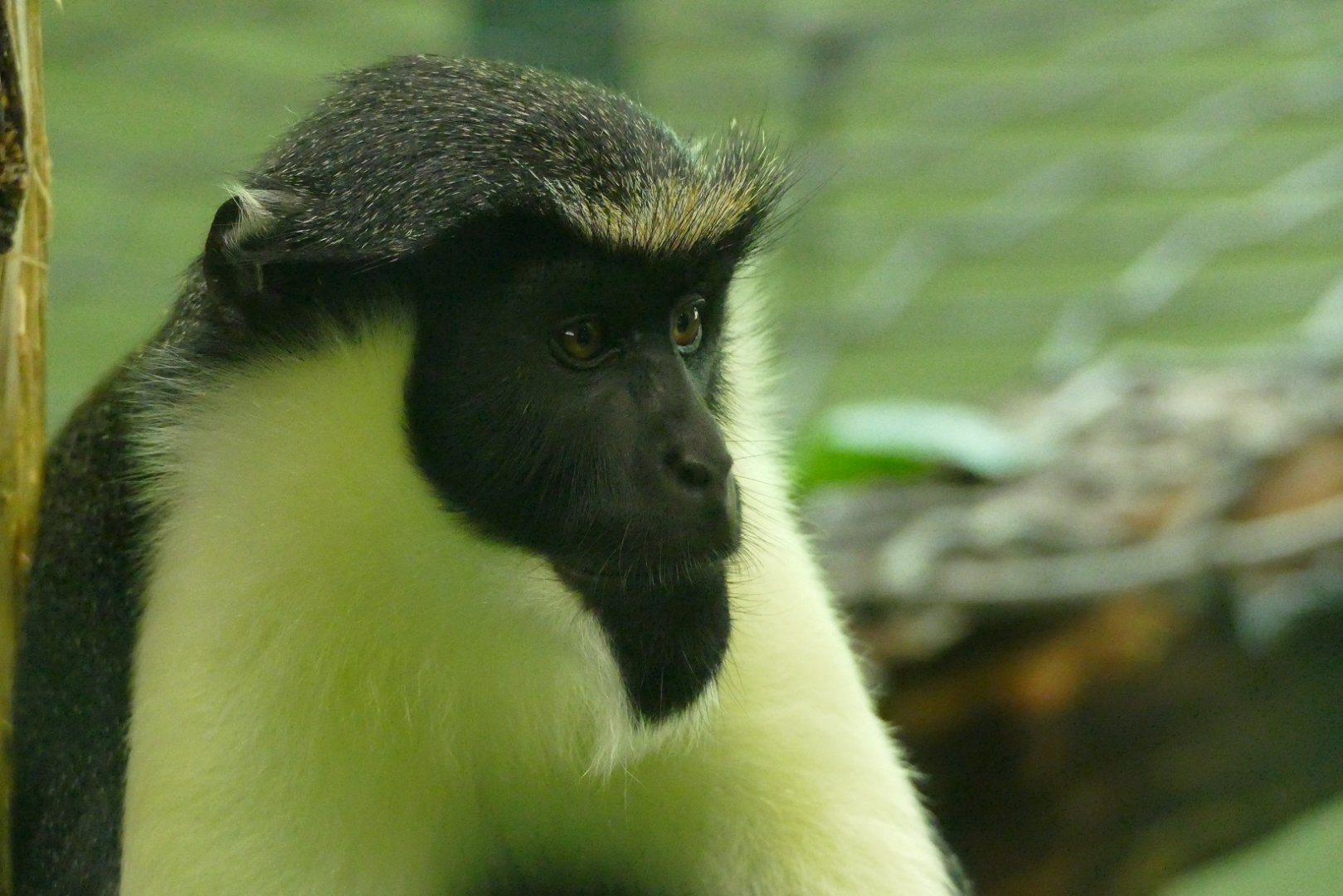 Diana monkey, August 2018
