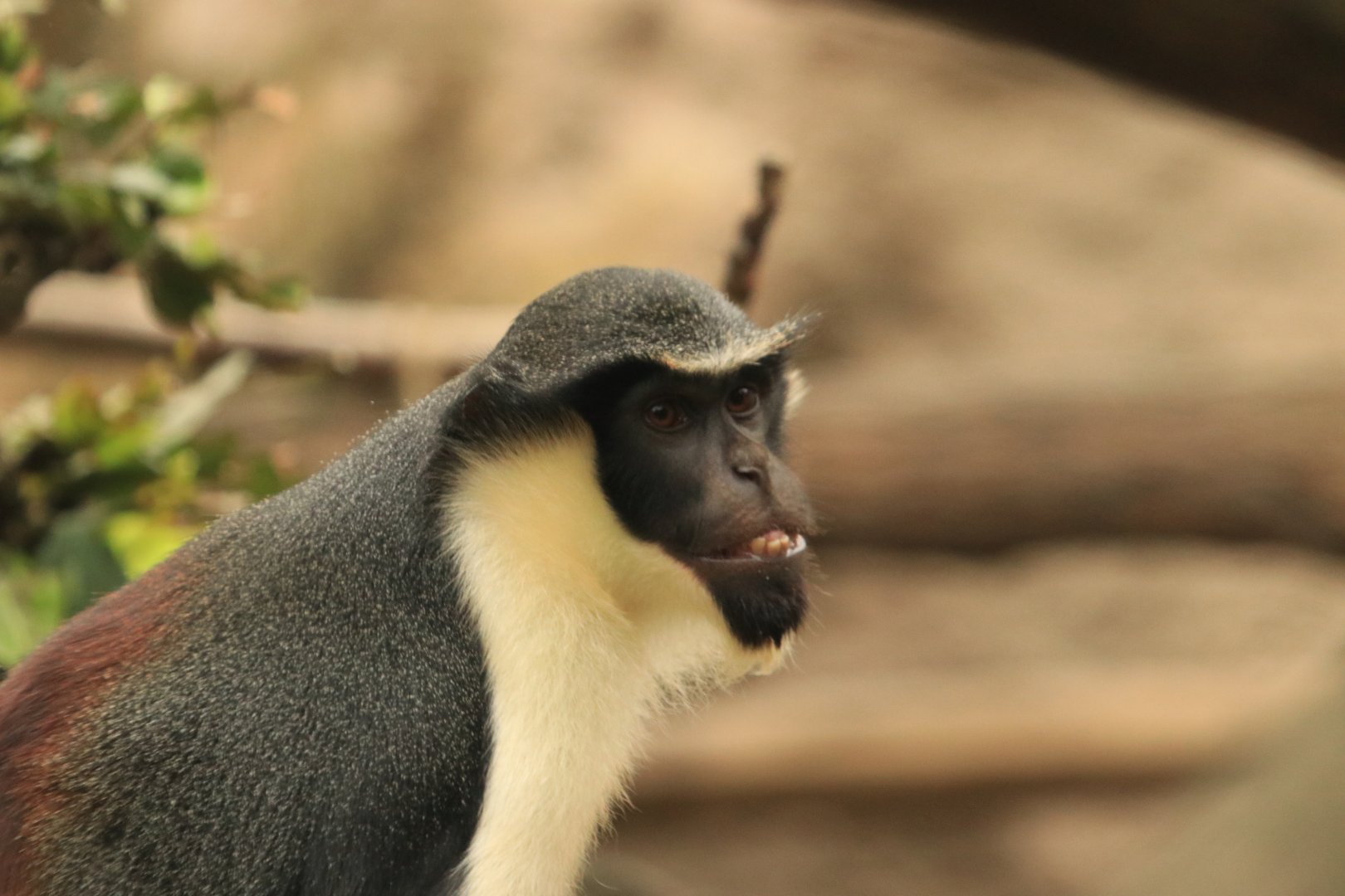 Diana monkey (August 2019)