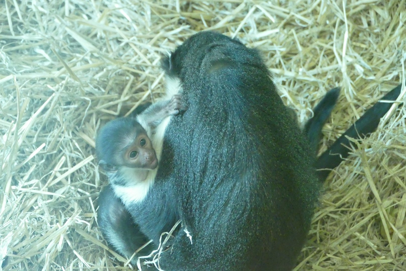 Diana monkey baby, 10 August 2022