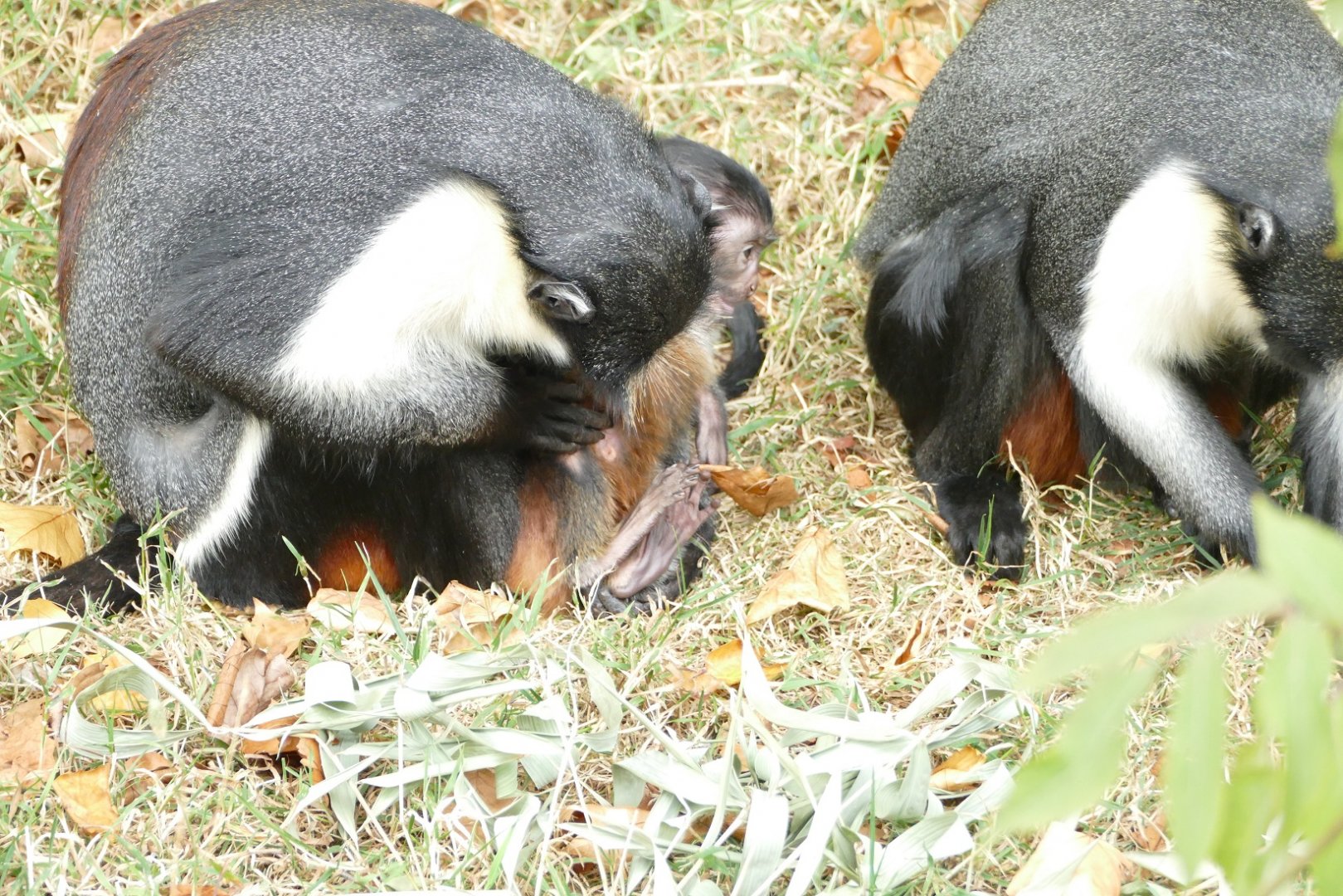 Diana monkey baby, August 2022