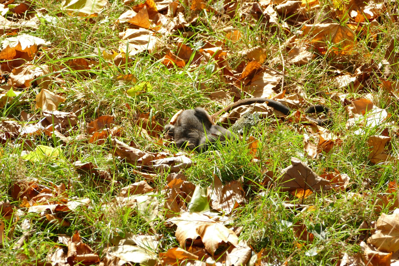 Diana monkey baby, October 2022