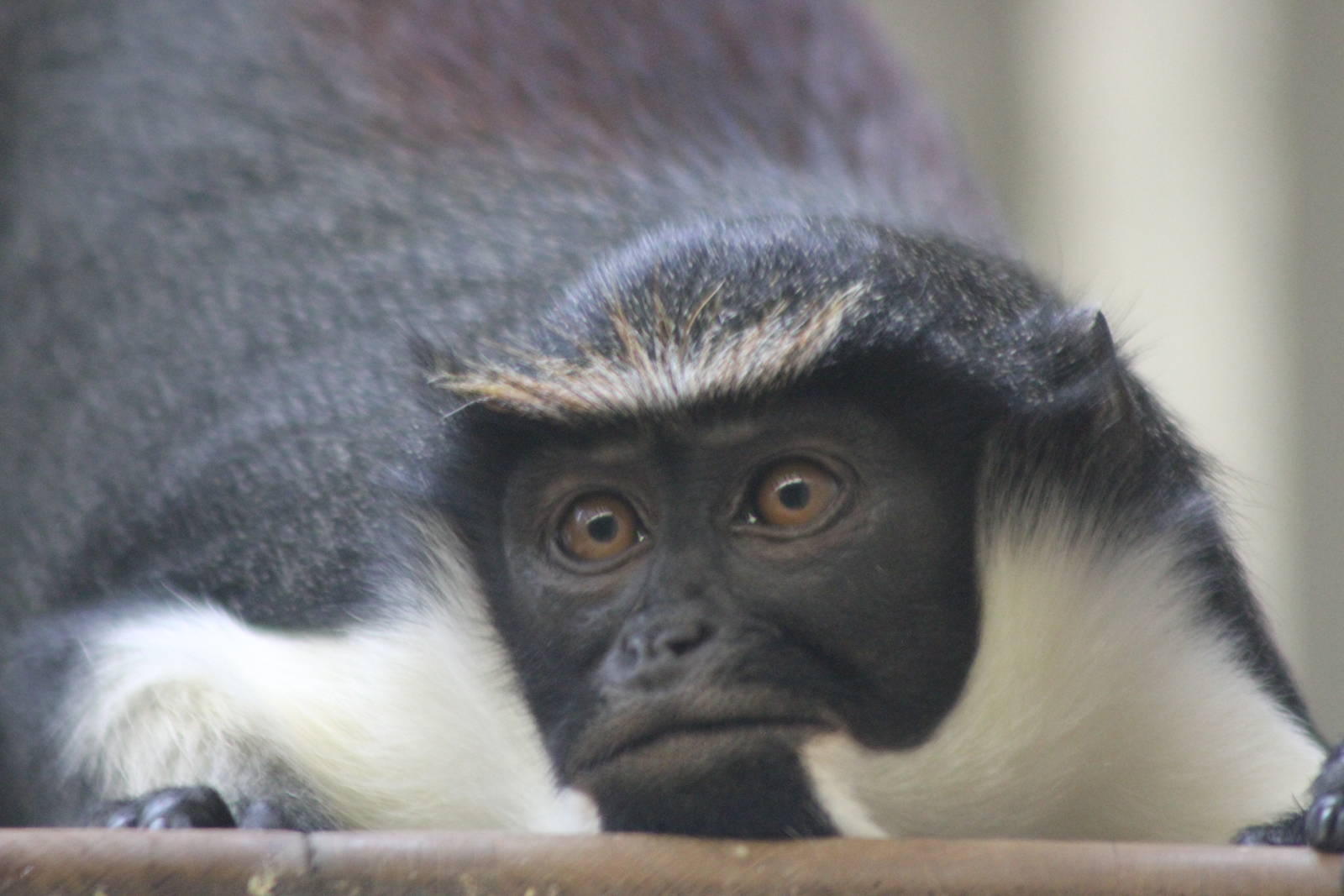Diana monkey (Cercopithecus diana)