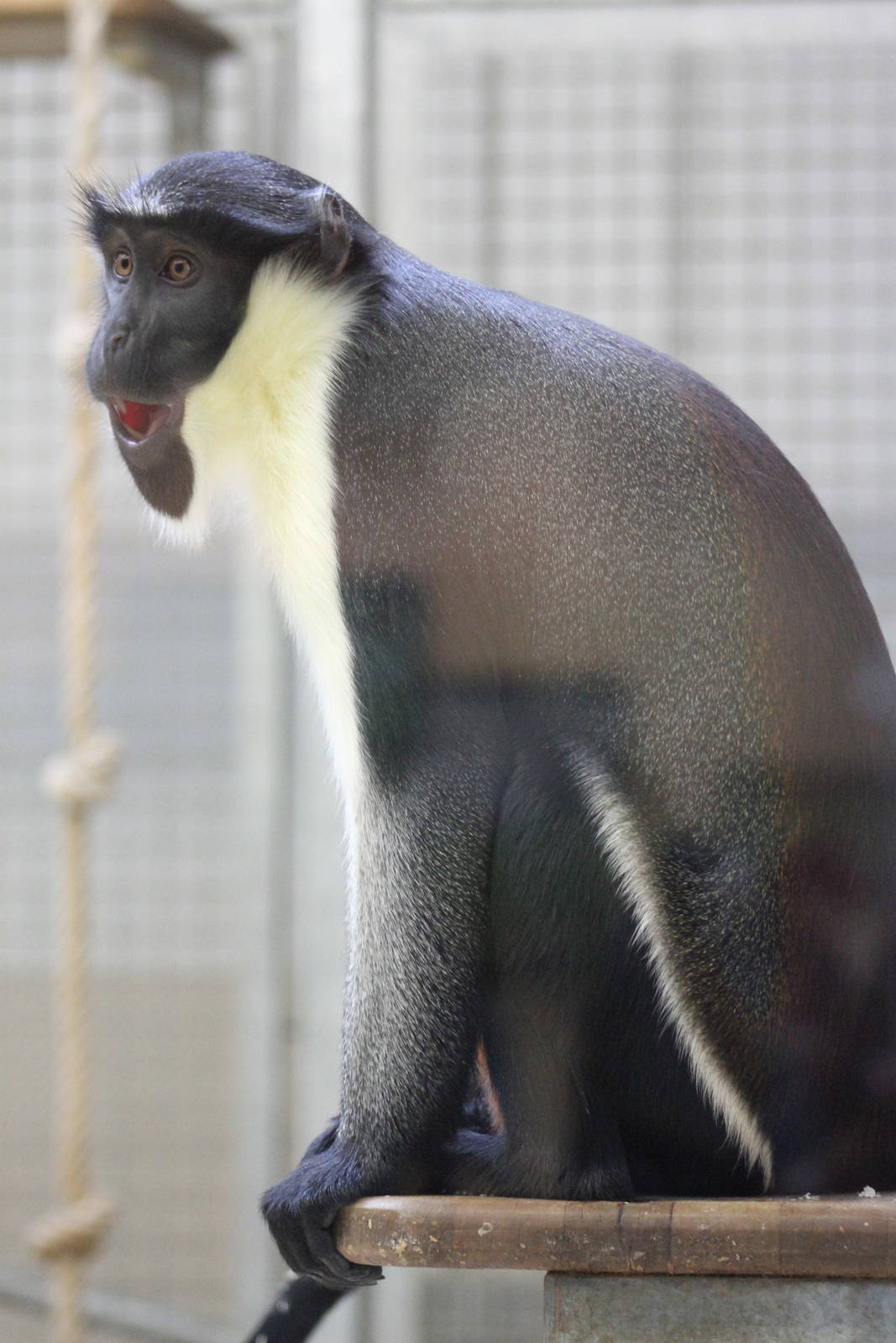 Diana monkey (Cercopithecus diana)