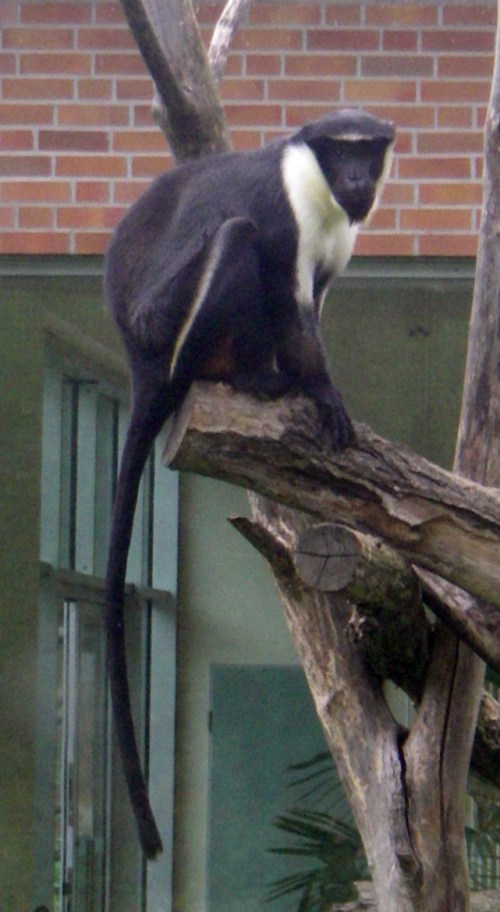 Diana Monkey (Cercopithecus diana)