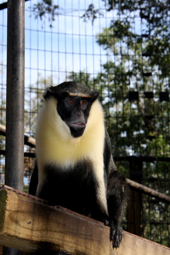 Diana monkey (Cercopithecus diana)