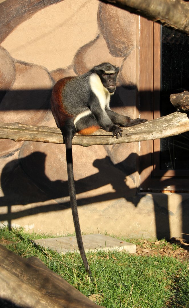 Diana monkey (Cercopithecus diana)