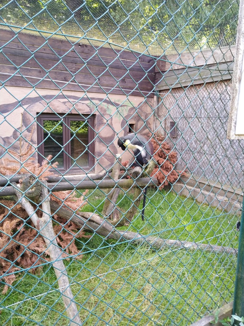 Diana monkey - Cercopithecus diana