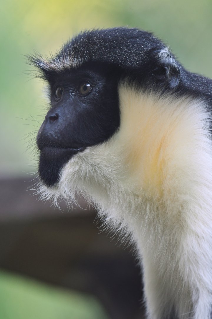 Diana monkey (Cercopithecus diana)