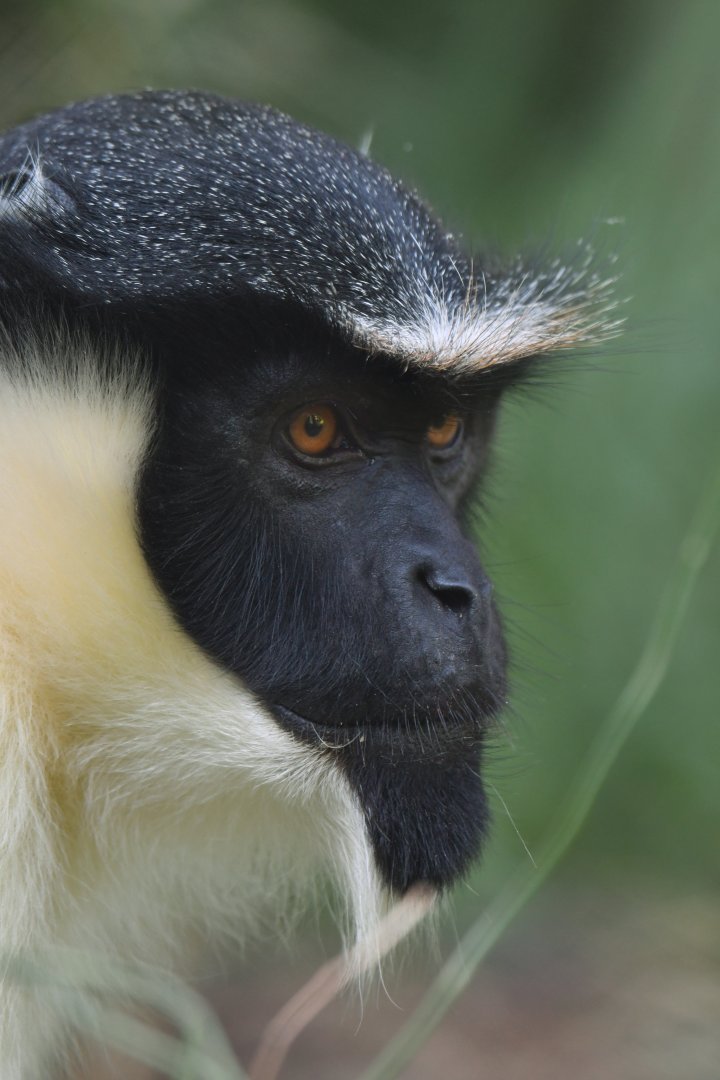 Diana monkey (Cercopithecus diana)