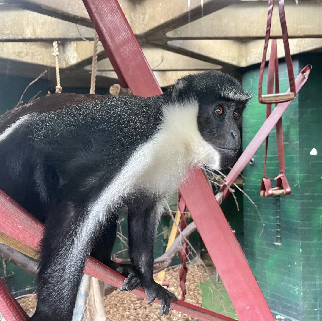 Diana Monkey, Cercopithecus diana