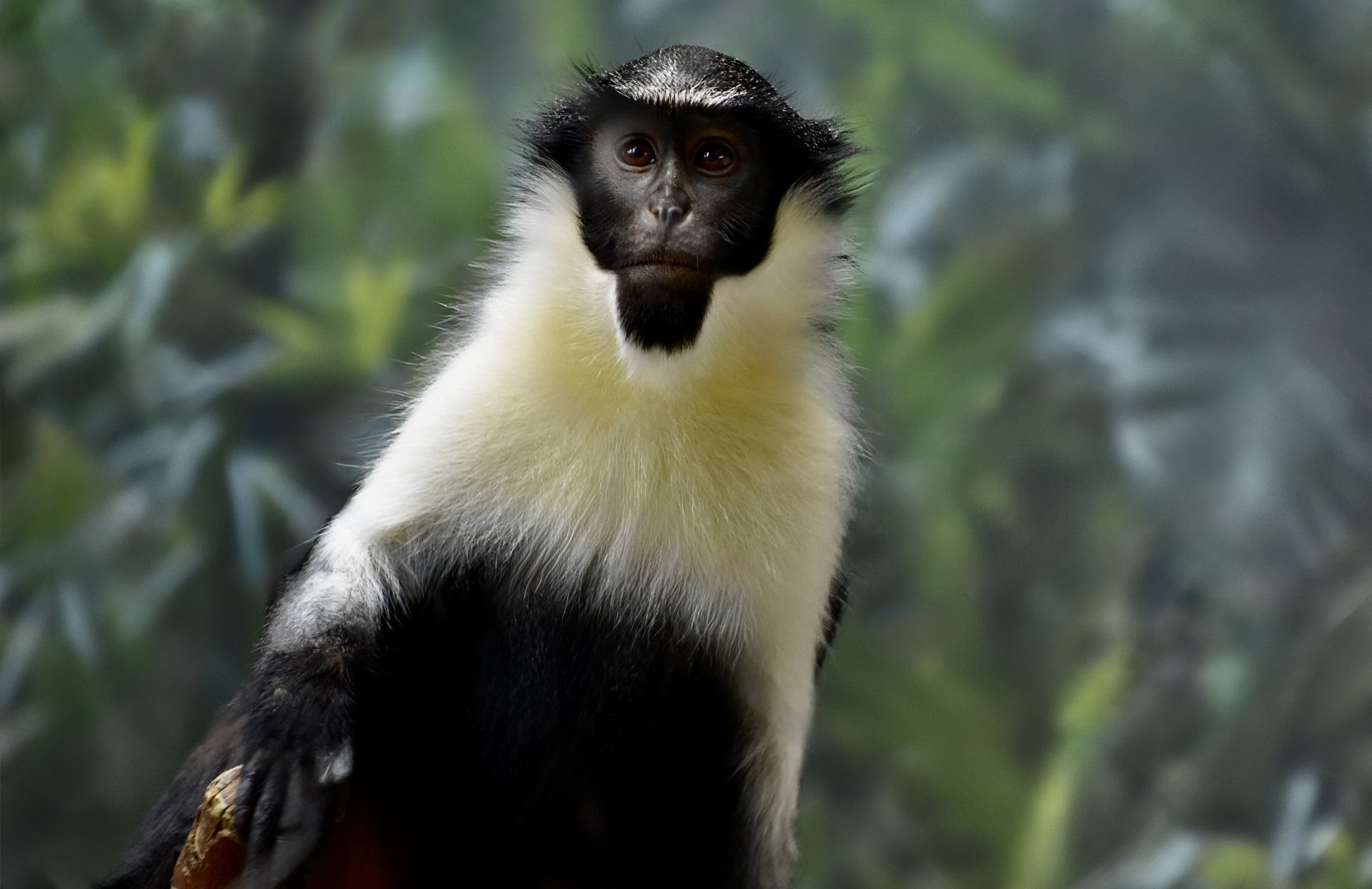 Diana Monkey (Cercopithecus diana)