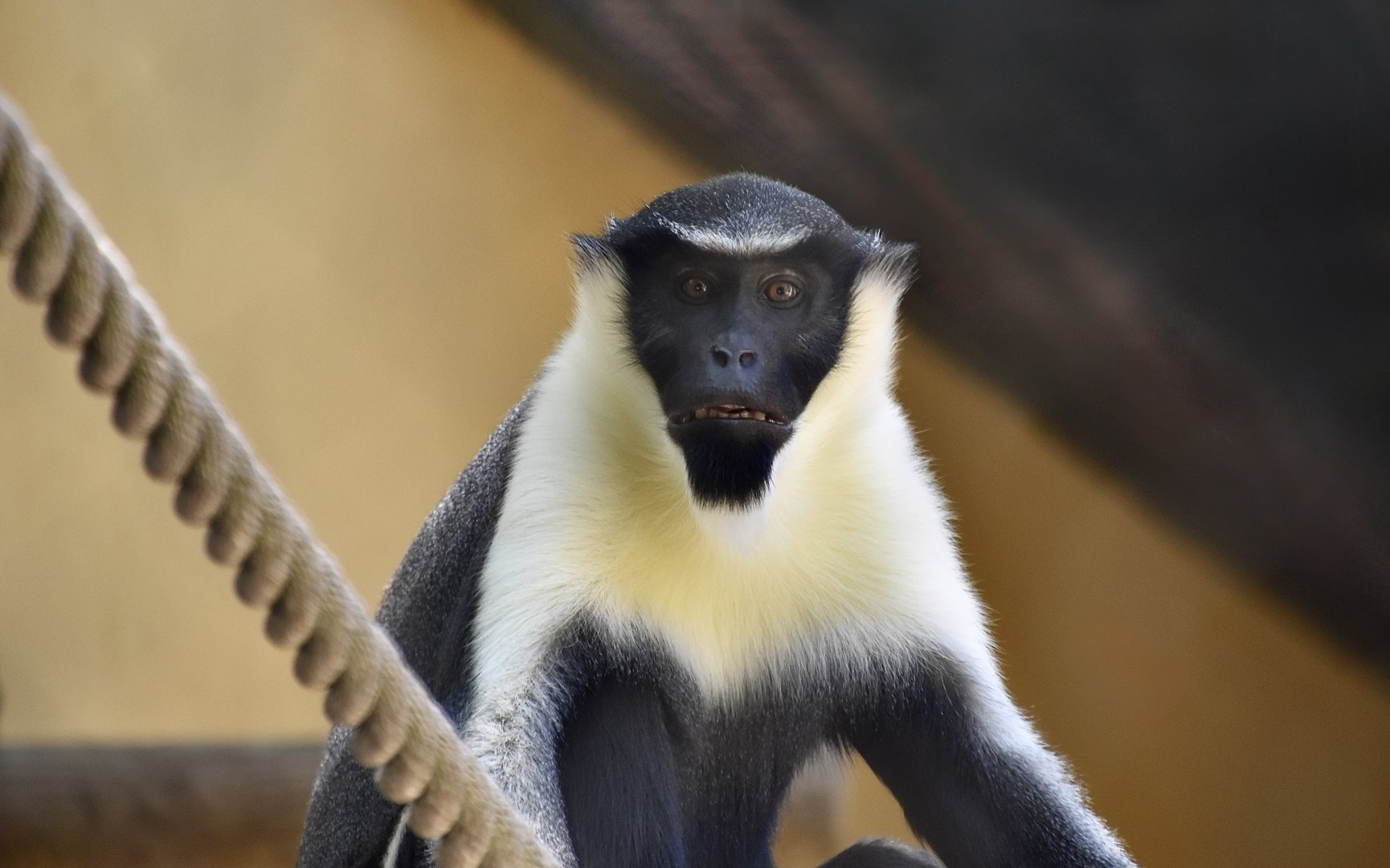 Diana Monkey (Cercopithecus diana)