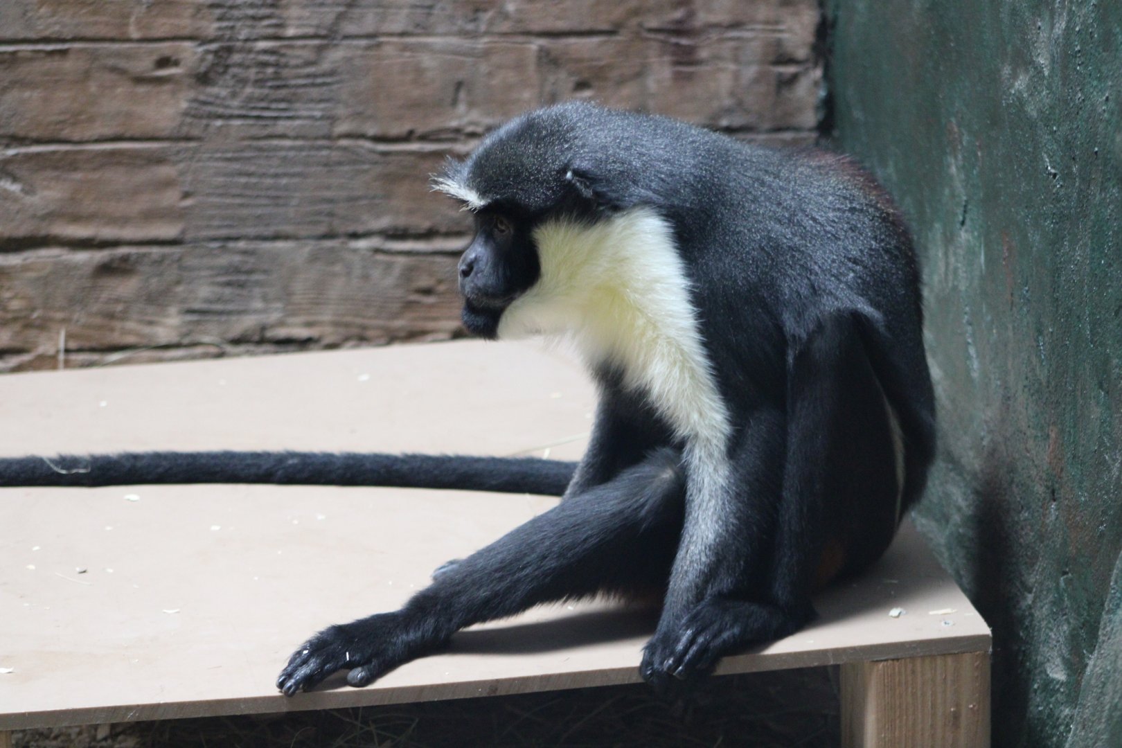 Diana Monkey (Cercopithecus diana)