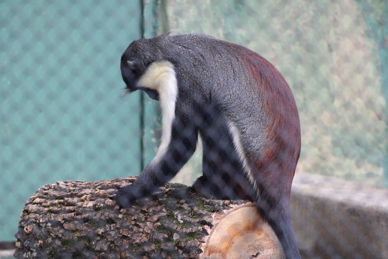 Diana Monkey (Cercopithecus diana)