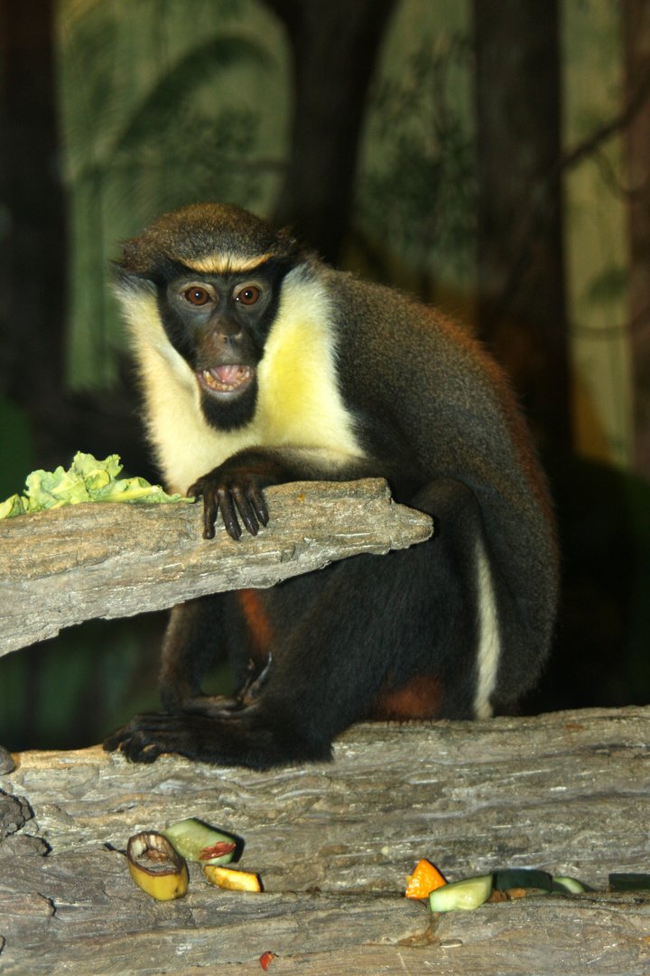 Diana monkey (Cercopithecus diana)