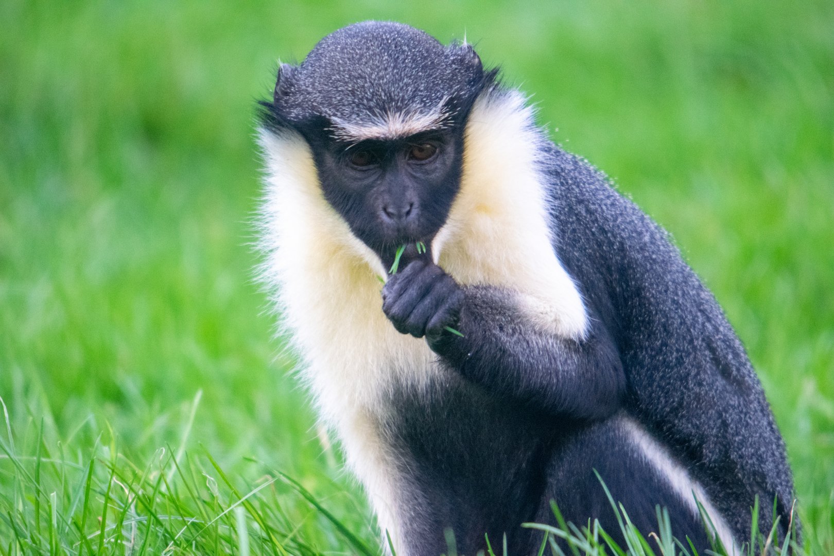 Diana Monkey Close-Up