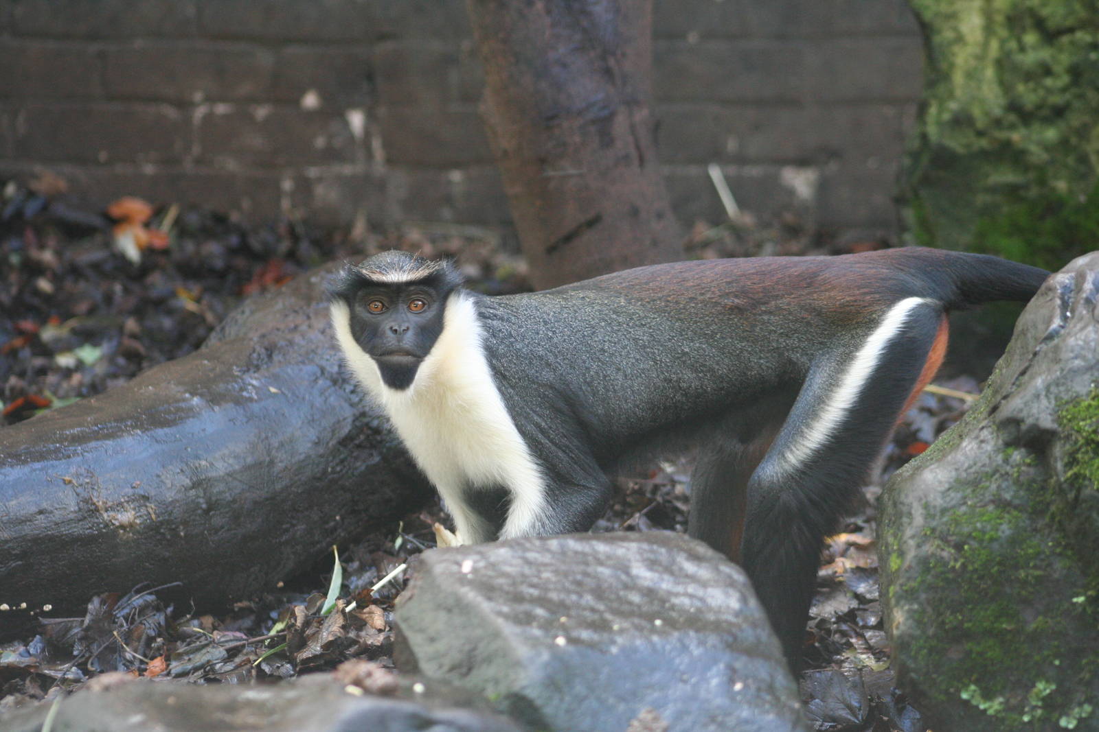 Diana Monkey @ Edinburgh; 19.10.2014