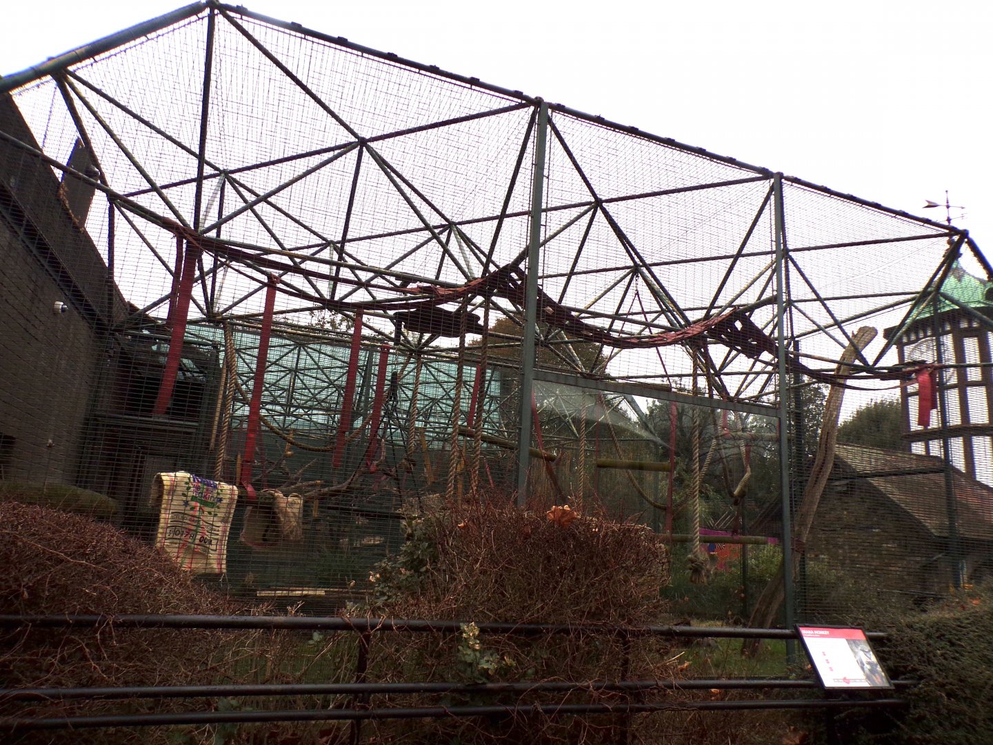 Diana monkey enclosure 11.2.25