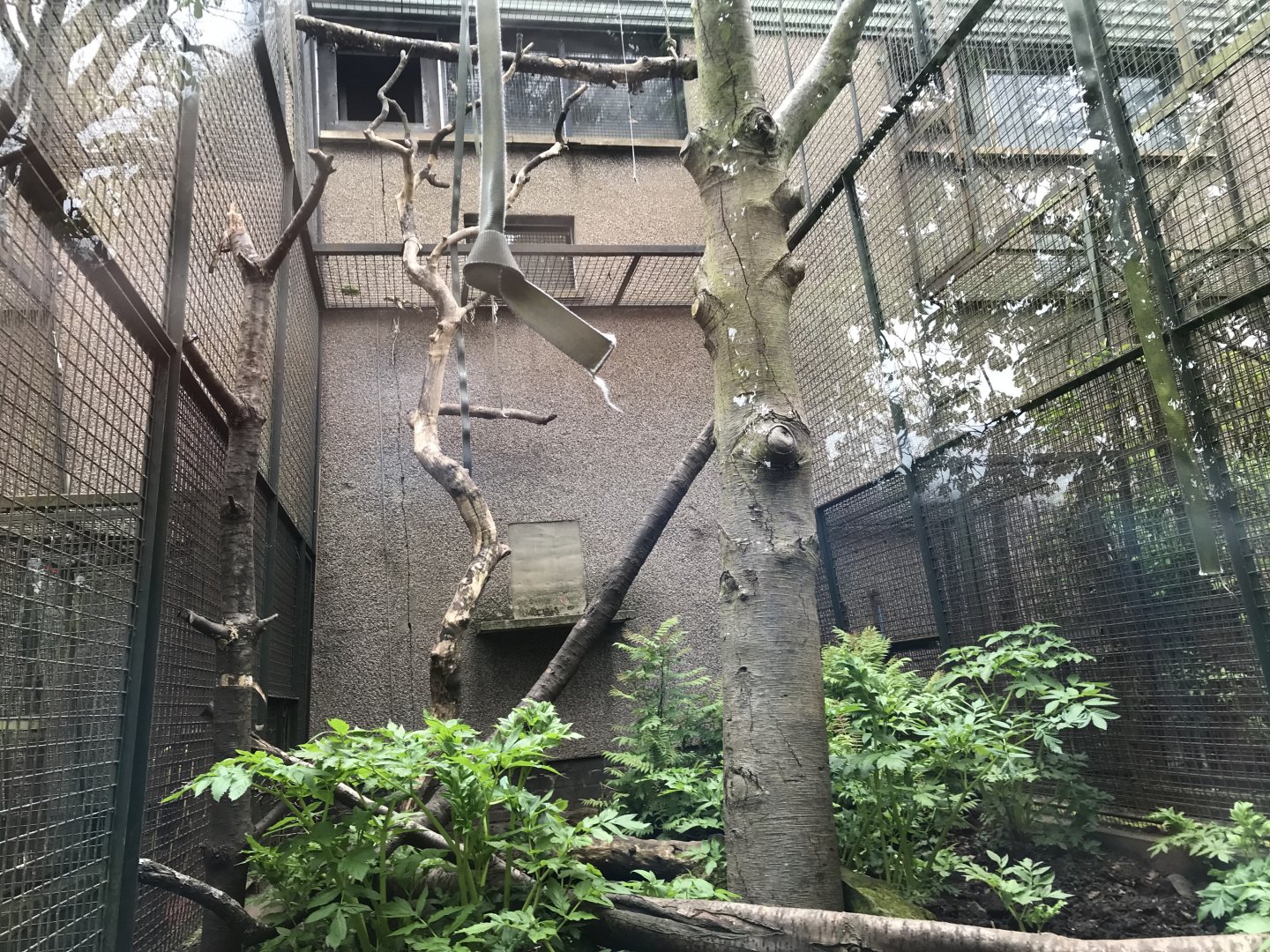 Diana monkey enclosure (2)