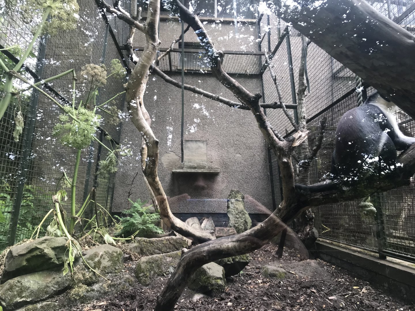 Diana monkey enclosure (2)