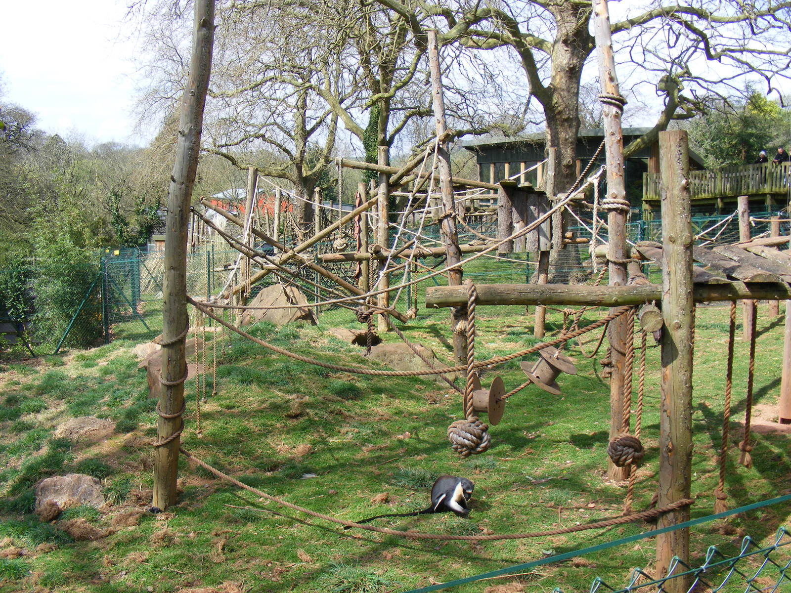 Diana Monkey enclosure at Monkey Heights exhibit at Paignton Zoo, 13 April