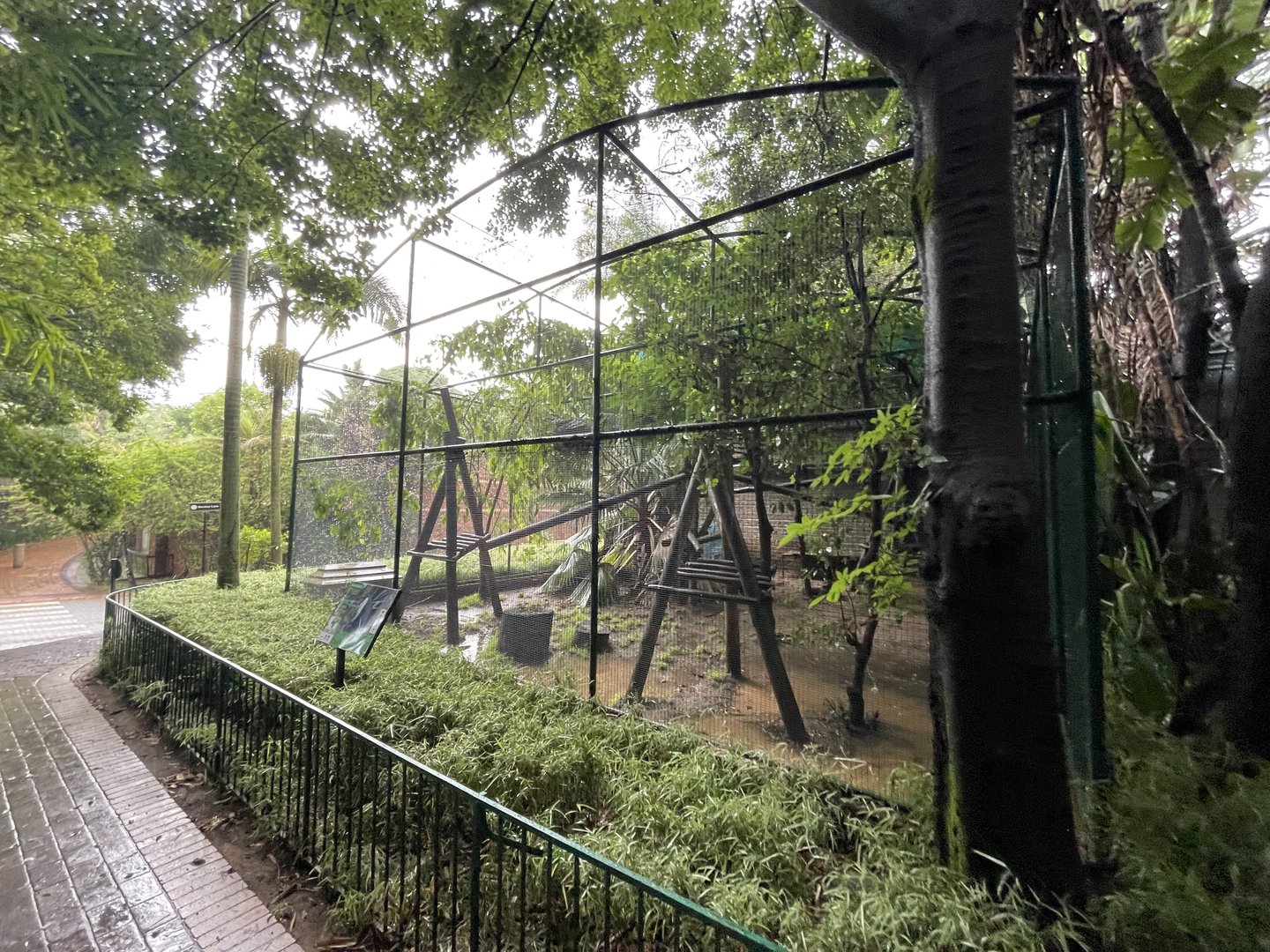 Diana Monkey Enclosure (Cercopithecus diana)
