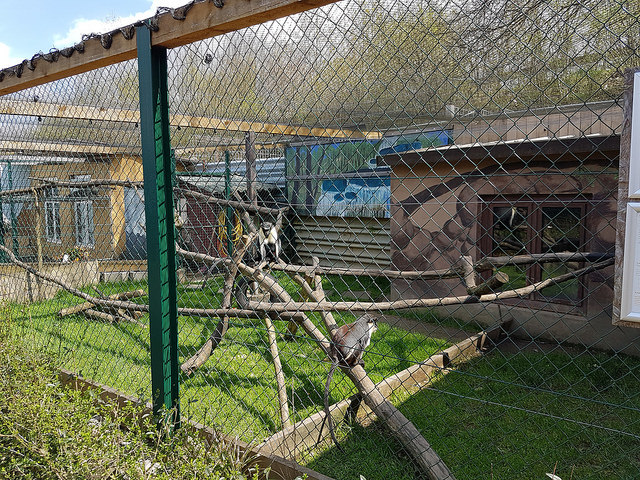 Diana monkey enclosure