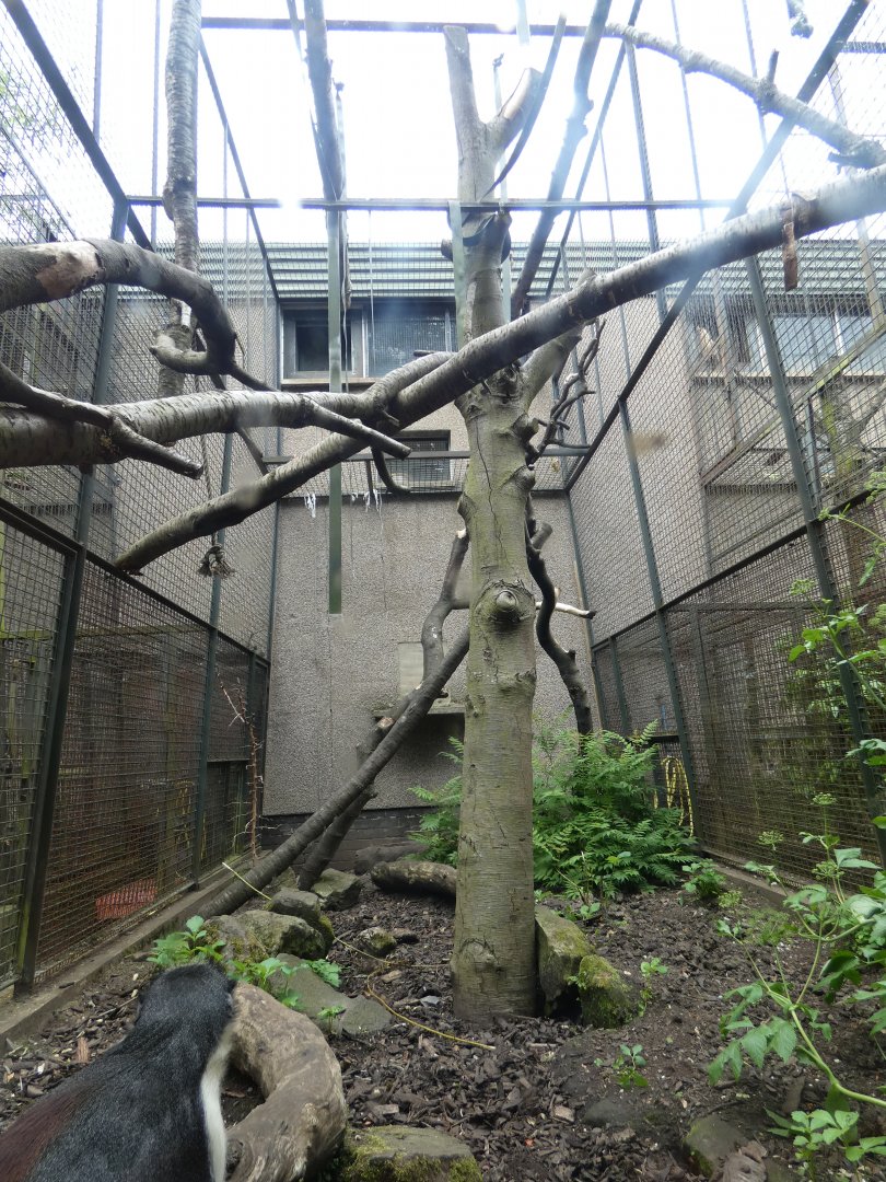 Diana monkey enclosure