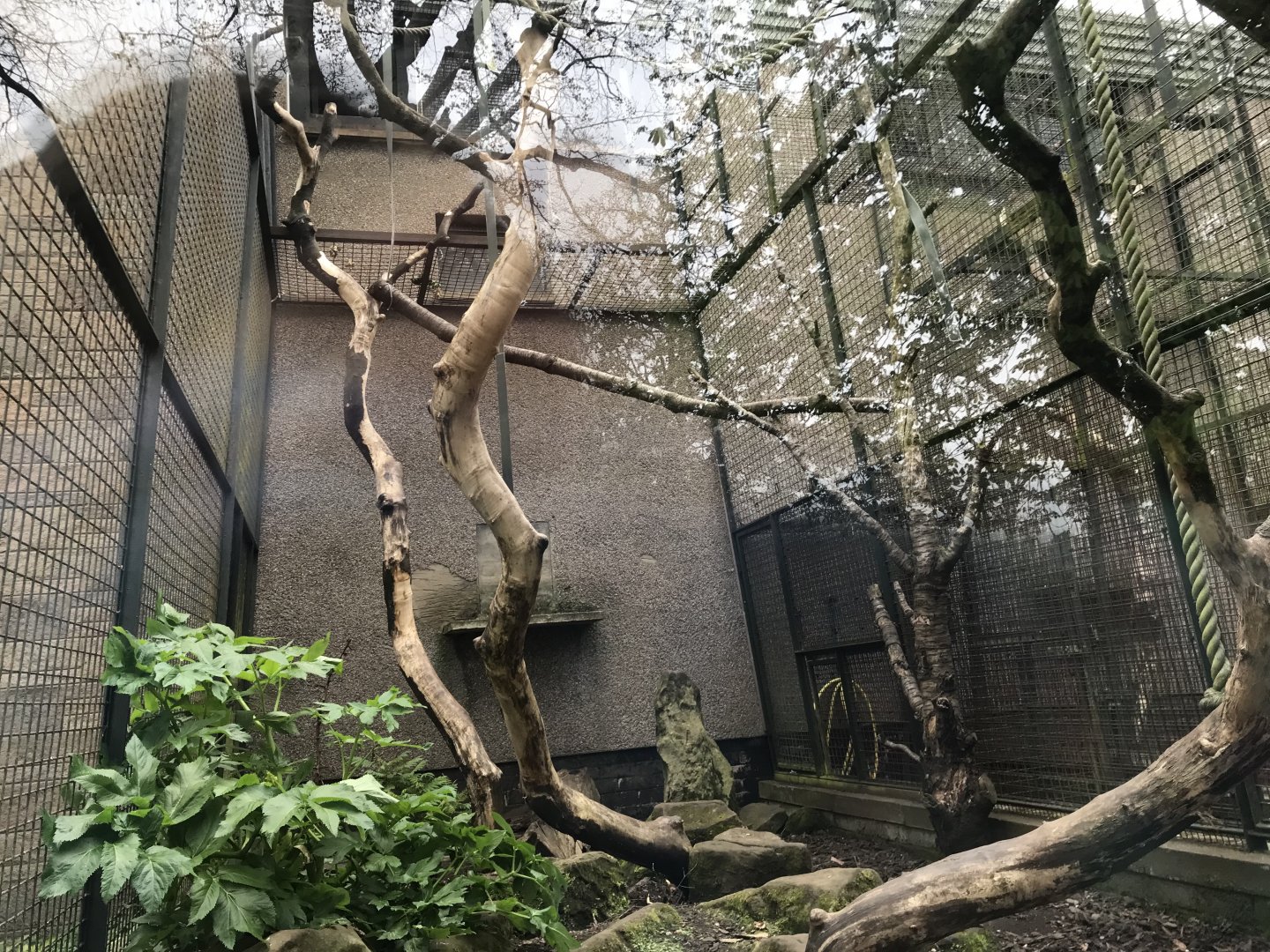 Diana monkey enclosure