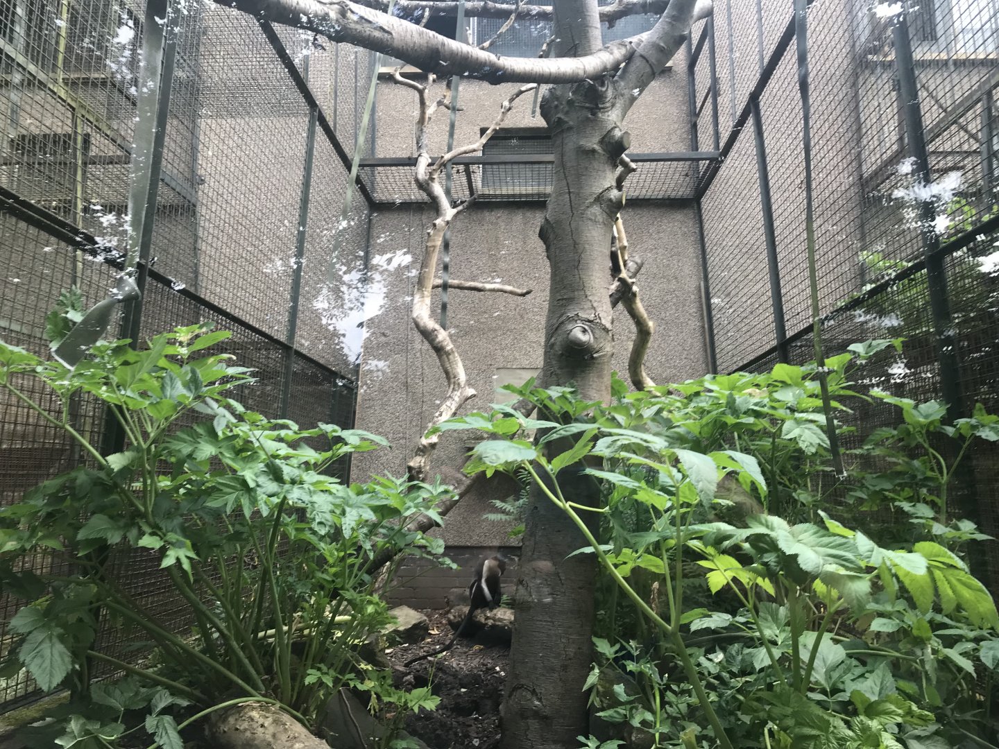 Diana monkey enclosure