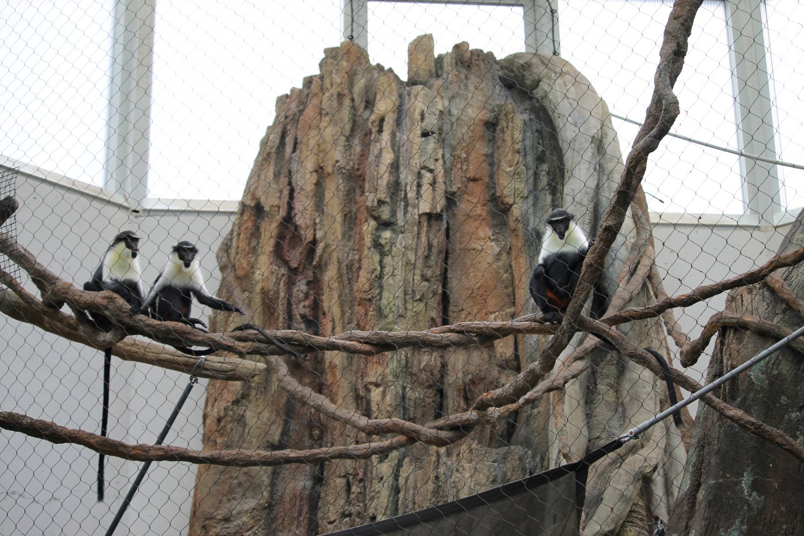 Diana monkey enclosure