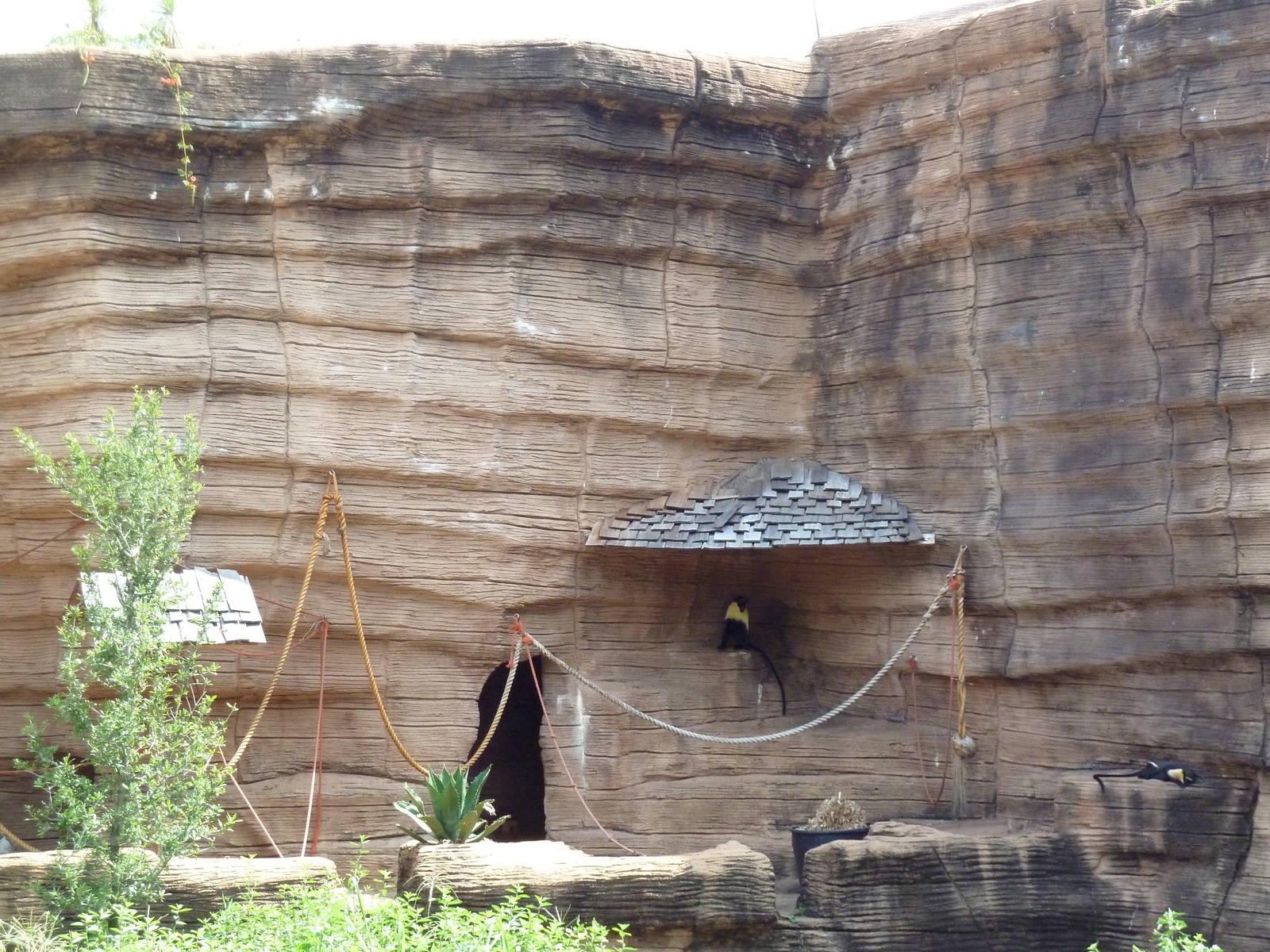 Diana Monkey Exhibit