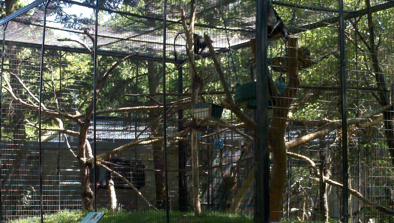 diana monkey exhibit