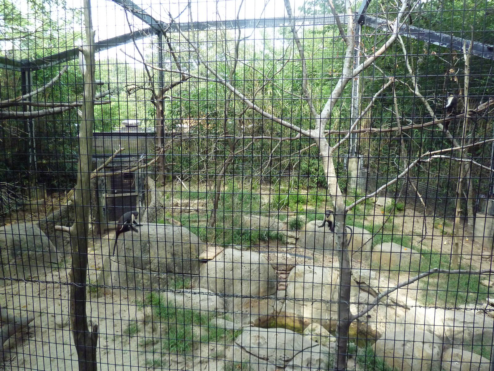 Diana Monkey Exhibit