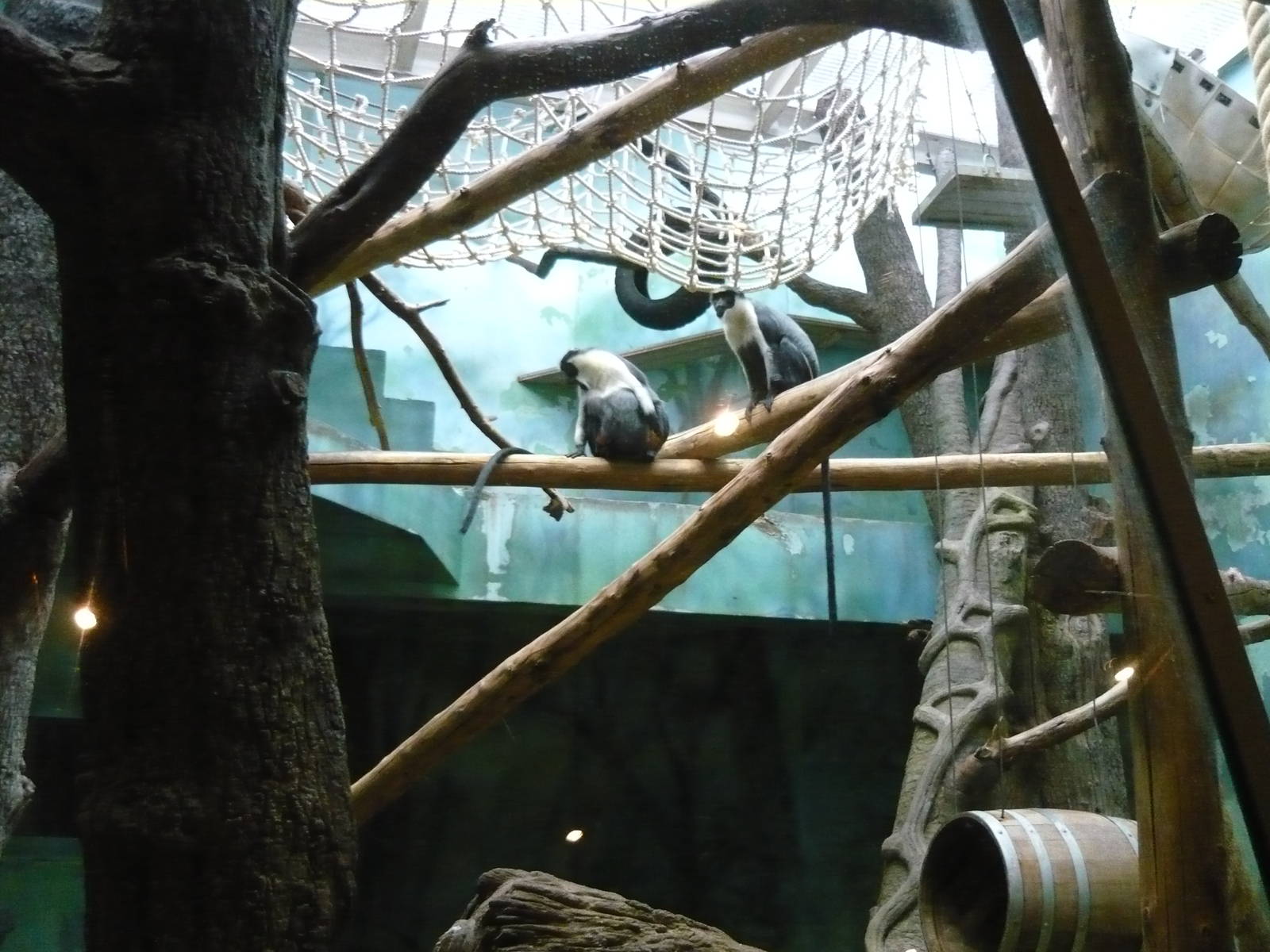Diana monkey exhibit