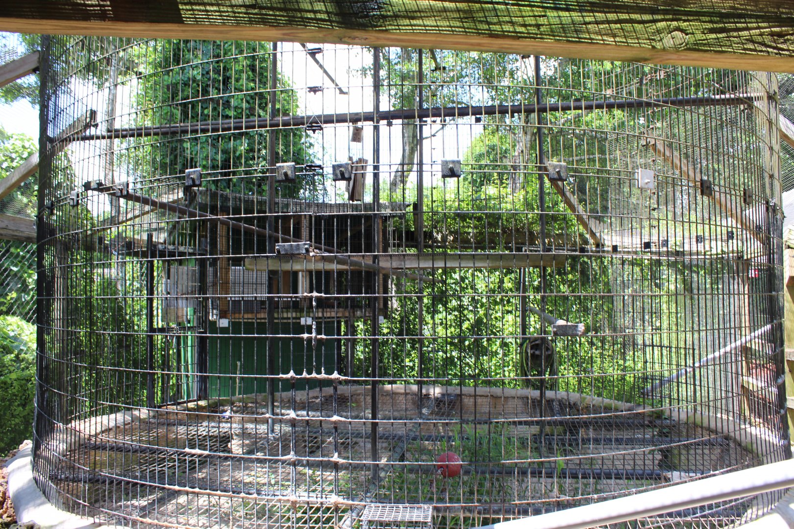 Diana Monkey Exhibit