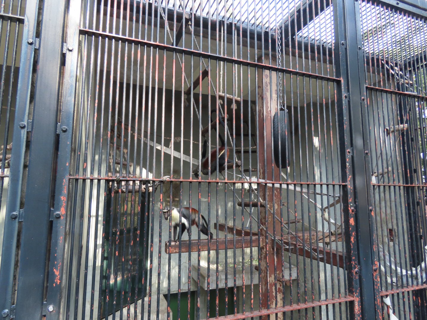 Diana monkey exhibits