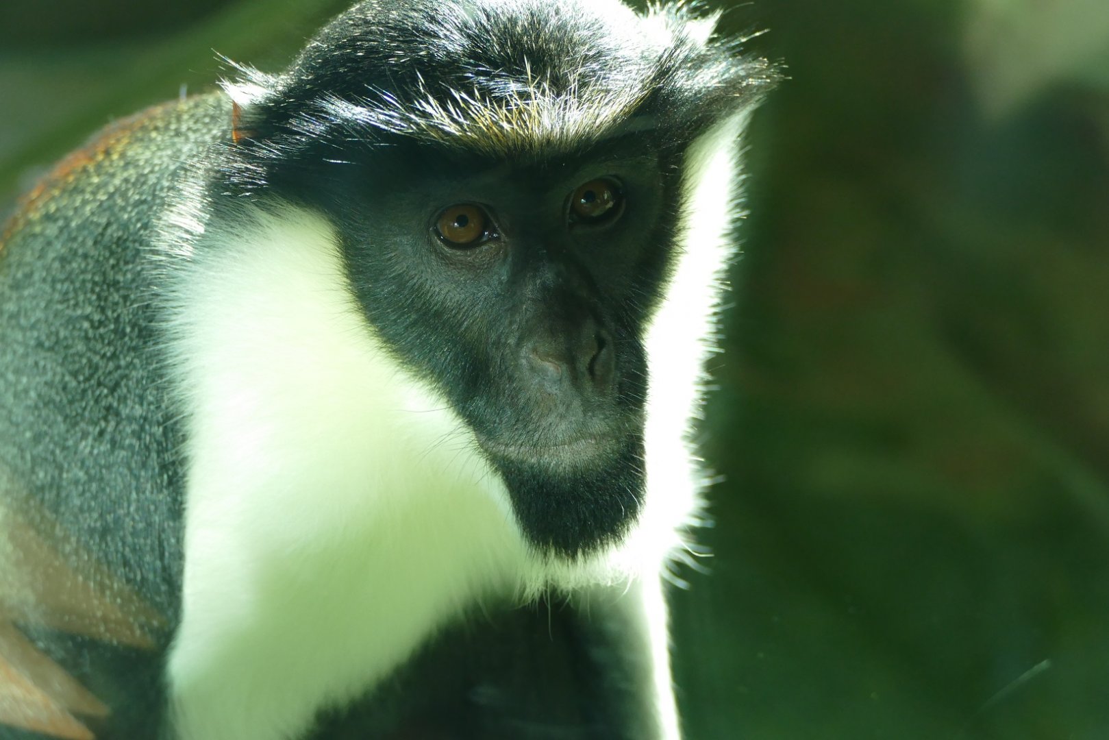 Diana monkey, February 2019