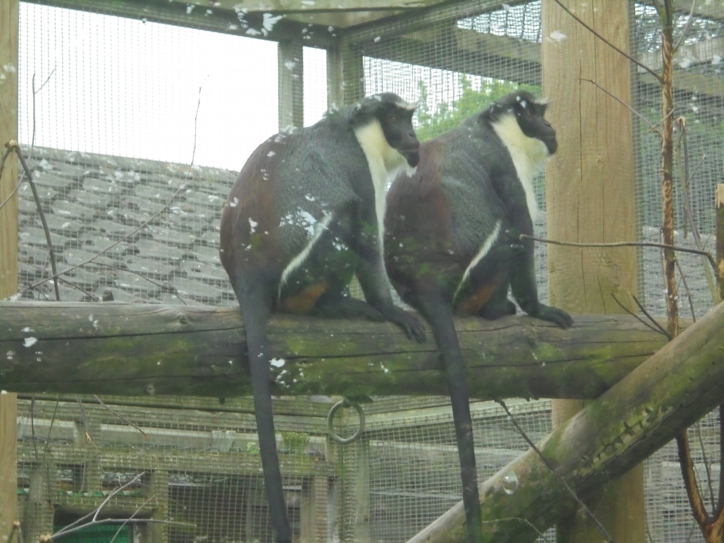 Diana Monkey females- sisters.