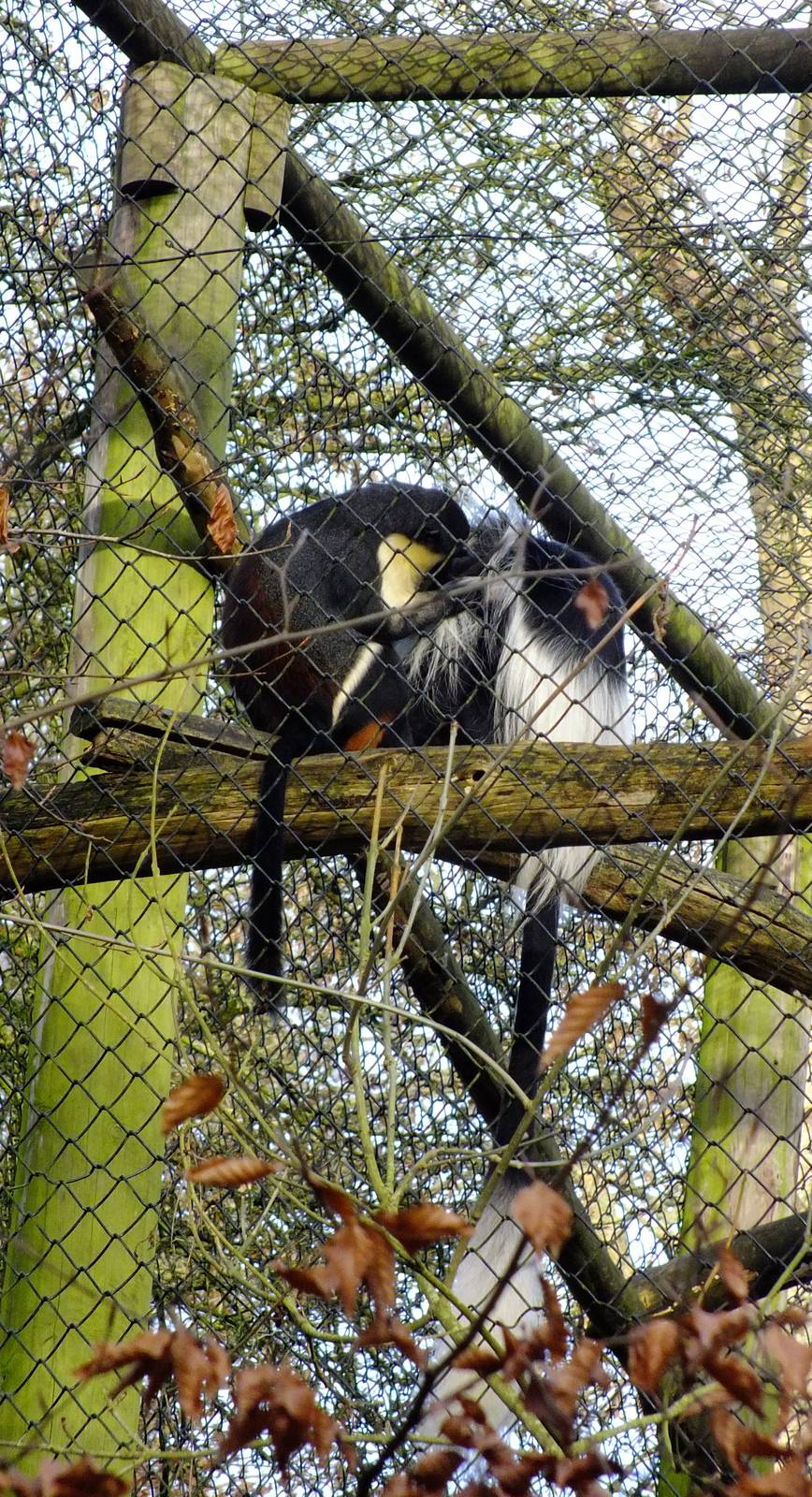 Diana Monkey Grooming Colobus