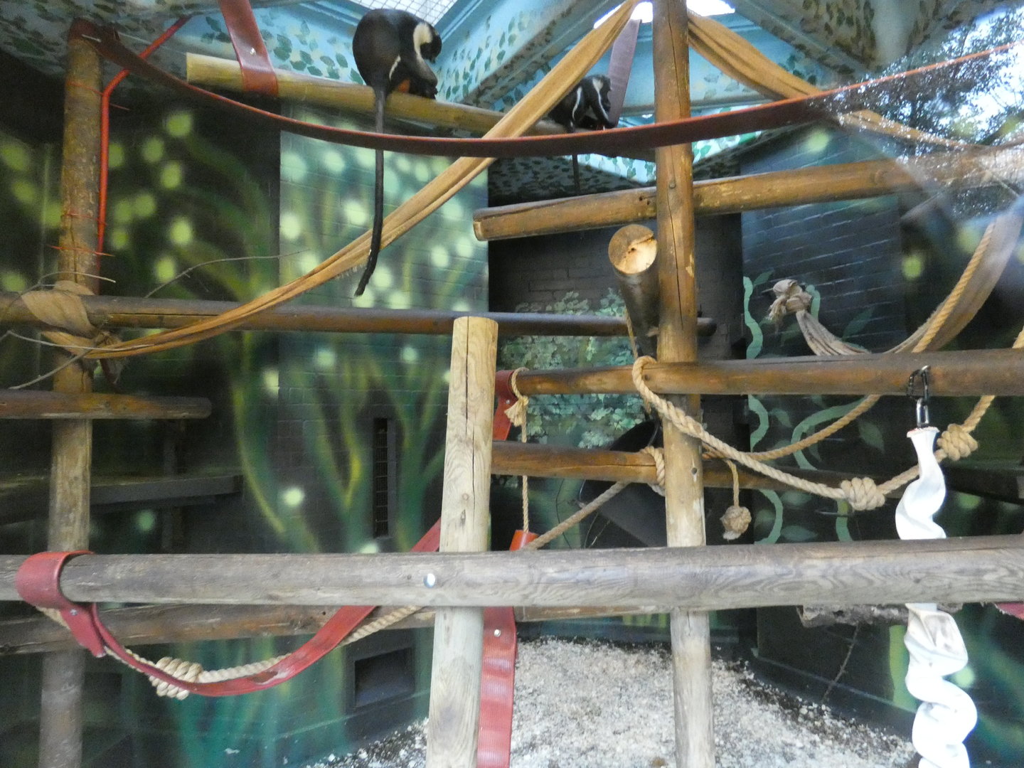 Diana monkey indoor enclosure