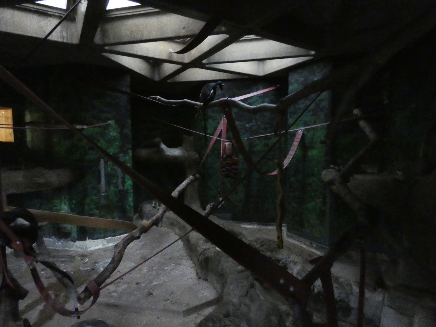 Diana monkey indoor enclosure