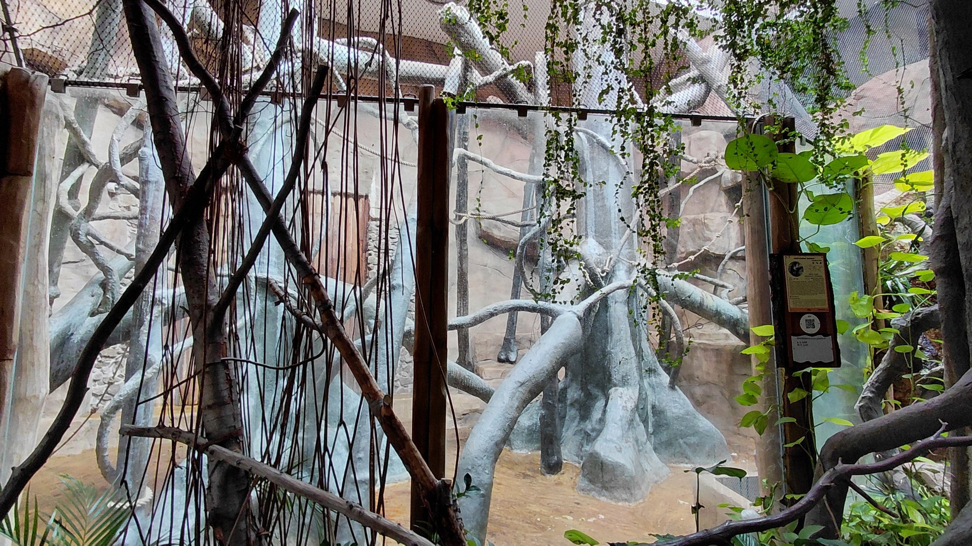 Diana monkey indoor exhibit