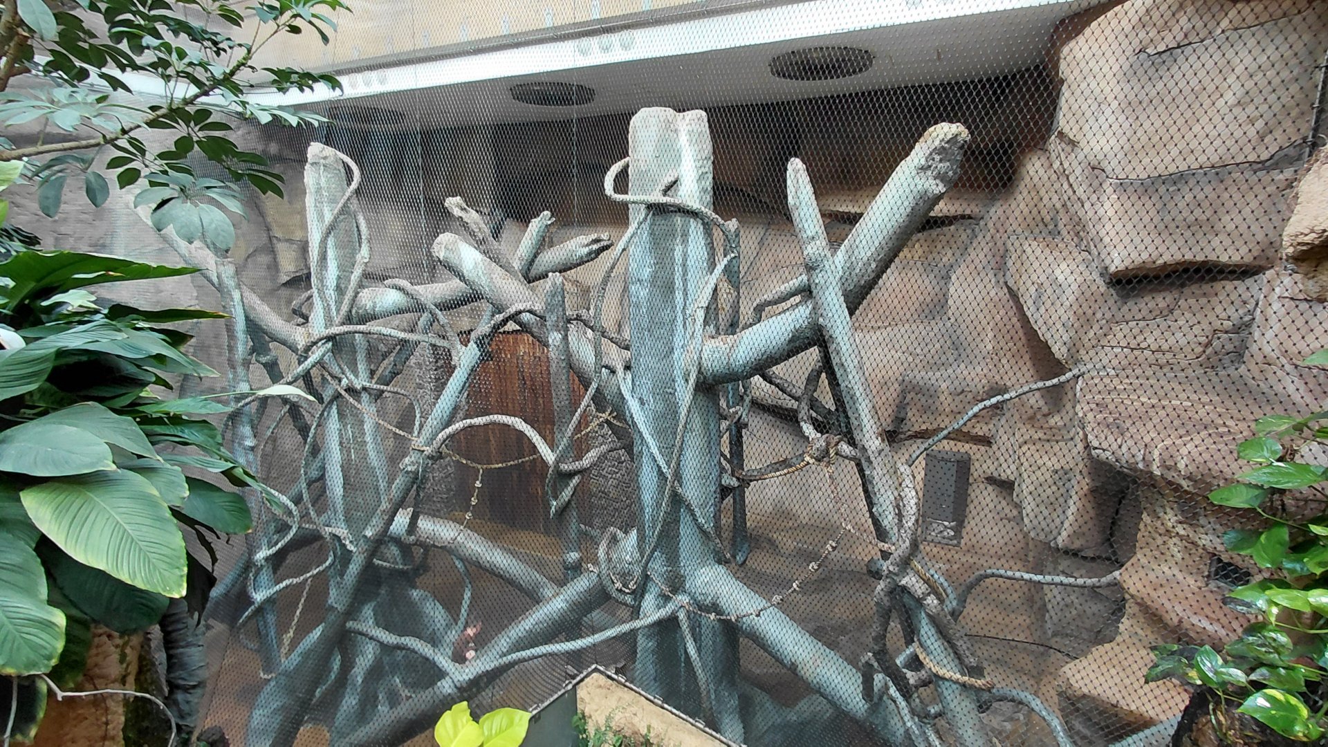 Diana monkey indoor exhibit